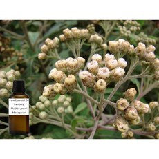 法蒙菊純精油 Famonty - Pluchea grevei Madagascar, 1個, 250ml