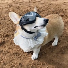 소소 강아지 케이프 블루 M 강아지악세사리