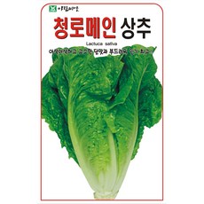 아람종묘 청로메인상추 씨앗, 2개