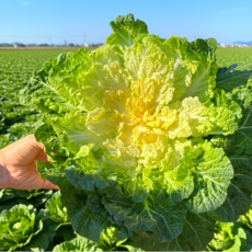 [전국최저가특가] 산지직송 아삭달큰 해풍맞은 진도 봄동, 1박스, 1kg