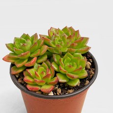 마이플랜트 세데베리아 레티지아 소형, 1개, 단일