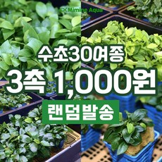 미미네아쿠아 초보 수초 키우기 랜덤수초 3촉, 1세트