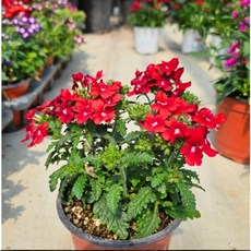 식물교감 버베나 살몬 소형 꽃모종 화분 관엽식물 키우기쉬운식물, 빨강, 1개