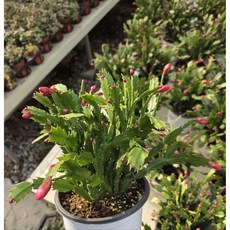 빨강게발선인장 중품 가재발 선인장 다육식물, 빨강, 1개