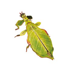 잎사귀벌레 Leaf Insect 잎벌레 곤충 동물 모형 17cm 3D 입체 종이 조립 퍼즐 DIY 키트 페이퍼 토이 크래프트, 그린