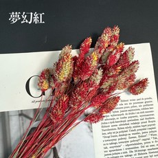 花藝夢 加那利寶石草乾燥花 荷蘭進口乾燥花 永生花不凋花花束配材 花藝設計高CP值原裝進口, 夢幻紅, 夢幻紅