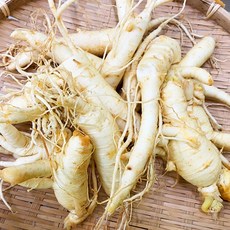 금산 후금이네 싱싱한 인삼 수삼 세척 파삼 막삼 못난이삼 (300g), 1개, 300g