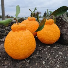제주 노지 한라봉 고당도 제철과일 산지직송, 1박스, 3kg 혼합과못난이