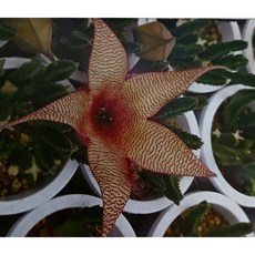 팅커벨 꽃향기독특 서우각대품, 1개