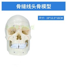 인체 모형 두개골 모델 두개골 해부학 표본 뼈 신경 모델, 뼈봉합두개골, 1개