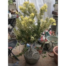 伍寶園藝木藝 大虎斑羅漢松 盆栽 居家綠植 淨化空氣 易於照料