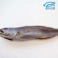 국산 반건조 참민어 특대 45cm 국내산 큰민어 제수용 제사용 특별한 큰 생선 제사생선, 1개