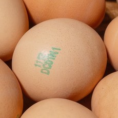 2025 HACCP 무항생제 난각번호 1번 유정란, 1세트, 30구