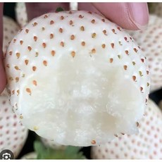 霏霏園藝雪兔草莓 3吋/5吋可選 天然草本 促進消化 嗜口性佳, 1個, 3吋120元