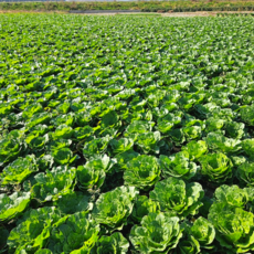 [2월한정특가] 제철맞이 아삭달큰 봄동, 1박스, 1kg