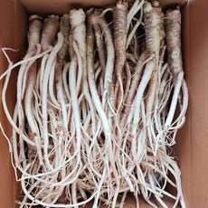 국내산 햇 도라지 1kg 도라지 세척 약도라지, 1개, 실속 1kg