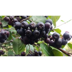 고창 아로니아 프리미엄 국내산 산지직송, 1세트, 줄기제거 특품 1kg