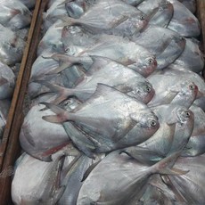 국내산 횟감용 생물 병어 6-10미 1kg 내외, 1개