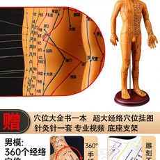 혈자리 경혈 한의원 한방 모형 침술 교육 전신 인체 침구학, L. 업그레이드 된 교정 버전 52cm Men
