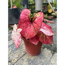 霏霏園藝油畫彩葉芋1-10號特價:色彩豐富 容易照顧 居家園藝首選