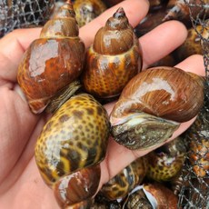 싱싱햇 국산 당일조업 범고동 생물 고동 소라, 1박스, 500g(20미 내외)