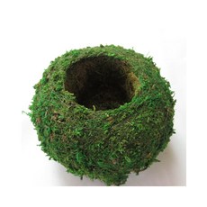 천연이끼볼, 1개