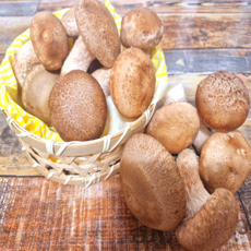국내산 무농약 경북 프리미엄 송화버섯, 1개, 파지 1kg
