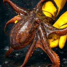 미자네농수산 국내산 제수용 생물 돌문어, 1개, 1kg(1-4미내외)