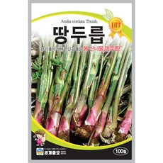 세계종묘 땅두릅 씨앗 100립, 1개