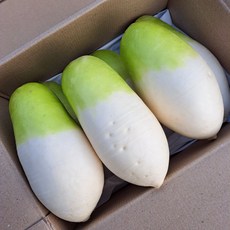 채소애 국내산 제주 월동무, 1박스, 5kg