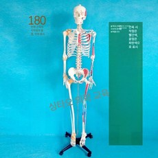 뼈모형 인체 골격 교구 가동 관절 과학 인대 교육 모형, A. 180CM 근육, 1개