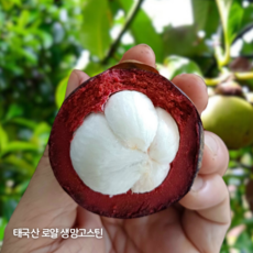 [최고급] 태국산 생망고스틴 20Brix 항공직송 태국 찬타부리산 로얄상품, 1박스, 찬타부리 생망고스틴 500g (4-7과)
