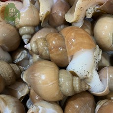 건담농수산 동해 자연산 활 백골뱅이 생골뱅이 제철 생물, 1kg 소 (35-45미)