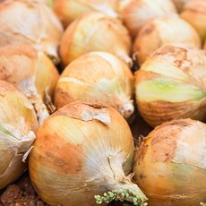 (황토보석) 무안 흰 햇 양파, 1개, 햇 양파 3kg (짱아찌용)