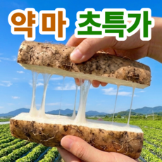 초특가할인 마 국산 생마 산약마, 1개, 1kg