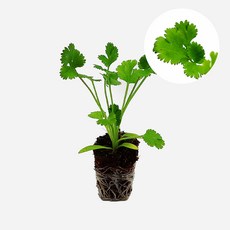 마이플랜트 고수 아시아향채 고수풀 모종, 4개
