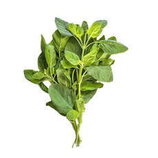 신선한 가파오 홀리바질 타이바질 holy basil 15~40g, 40g, 1개
