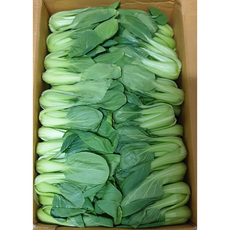 국산 생 청경채 400G 1Kg 채취 신선한 청경채 마라탕 샤브샤브 나물, 1개