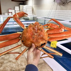 동해항 산지직송 A급 자숙(찜) 러시아대게 3kg (3마리) 스노우크랩 수율80% 이상, 3개
