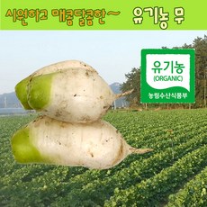 무우 유기농 무 가을무 김장무 2kg, 4kg, 1개