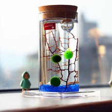마리모 키우기 유리병 LED 테라리움 코르크병 46484PC 1(EA)