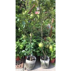 霏霏園藝 紅文旦柚 1尺盆栽, 1個