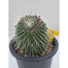 [가람다육] 피코 선인장, 1개, 피코6