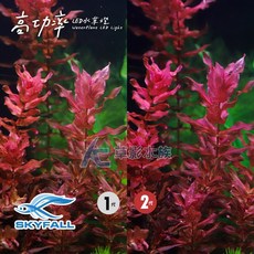 【AC草影】SKYFALL 天賞 2代高功率 LED水草燈（60cm）台灣製造, 1個