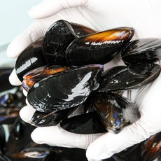 산지직송 다듬이 홍합, 1개, 산지직송 다듬이 홍합 8kg내외