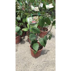 霏霏園藝 泰國胡椒。高壓苗特價一棵250元一年生, 1個