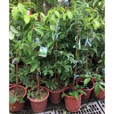 霏霏園藝綜合肉桂7吋盆 橫氏土肉桂 阿里山土肉桂 台灣原生土肉桂, 1個