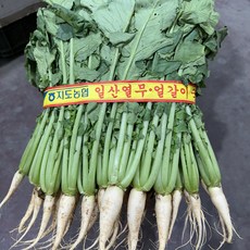 일산열무 한 단[1.5kg 이내], 1개