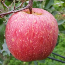 사과나무 묘목 부사 2중접목 중묘, [ 부사 2중접목 중묘 ], 1개