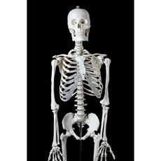 교육용 해골모형 뼈다귀 모형도 두개골 모델 180 골격 과학실 뼈 구조 해골 교구, A. 남성 뼈 180개(척추 신경X)